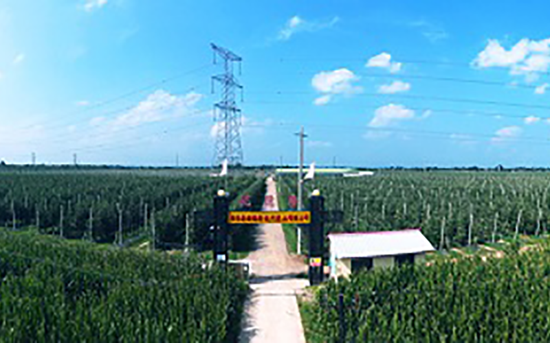 靈臺(tái)優(yōu)德隆農(nóng)業(yè)公司1300畝果園安防監(jiān)控、網(wǎng)絡(luò)機(jī)房案例